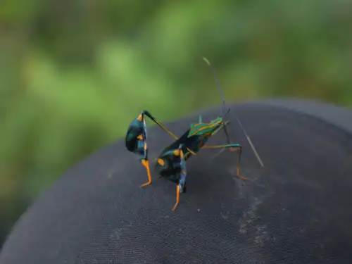 Amazonian Leaf Footed Bug